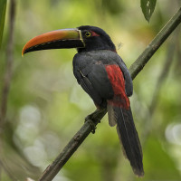 Fiery-billed Aracari